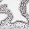 Proline Rich Mitotic Checkpoint Control Factor antibody, PA5-53998, Invitrogen Antibodies, Immunohistochemistry frozen image 