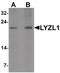 Lysozyme Like 1 antibody, PA5-34443, Invitrogen Antibodies, Western Blot image 