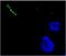 Neuropeptide Y antibody, ABS 028-08-02, Invitrogen Antibodies, Immunofluorescence image 