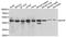 Eukaryotic Translation Initiation Factor 3 Subunit F antibody, orb247747, Biorbyt, Western Blot image 