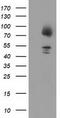 Gephyrin antibody, TA502216, Origene, Western Blot image 