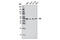 Y-Box Binding Protein 1 antibody, 8475S, Cell Signaling Technology, Western Blot image 