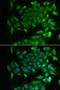 Retinol-binding protein 2 antibody, orb373458, Biorbyt, Immunofluorescence image 