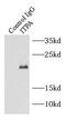 Inosine Triphosphatase antibody, FNab04420, FineTest, Immunoprecipitation image 