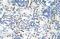 Ro60, Y RNA Binding Protein antibody, PA5-41791, Invitrogen Antibodies, Immunohistochemistry frozen image 