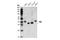 TATA-Box Binding Protein antibody, 44059S, Cell Signaling Technology, Western Blot image 