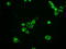 HSPA9 antibody, TA500548, Origene, Immunofluorescence image 