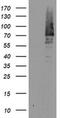 Baculoviral IAP Repeat Containing 3 antibody, MA5-26360, Invitrogen Antibodies, Western Blot image 