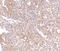 Ubiquitin Interaction Motif Containing 1 antibody, 4325, ProSci, Immunohistochemistry frozen image 