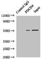 Programmed Cell Death 4 antibody, LS-C377707, Lifespan Biosciences, Immunoprecipitation image 