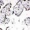 Kallikrein 1 antibody, orb76139, Biorbyt, Immunohistochemistry paraffin image 