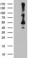 Cytohesin 2 antibody, TA809012, Origene, Western Blot image 