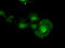 DNA excision repair protein ERCC-1 antibody, LS-C115176, Lifespan Biosciences, Immunofluorescence image 
