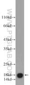 Vesicle Associated Membrane Protein 4 antibody, 10738-1-AP, Proteintech Group, Western Blot image 