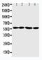 Angiopoietin Like 1 antibody, PA1487, Boster Biological Technology, Western Blot image 