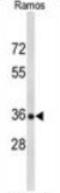 POU domain class 2-associating factor 1 antibody, AP53397PU-N, Origene, Western Blot image 