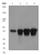 Calcium/Calmodulin Dependent Protein Kinase I antibody, ab68234, Abcam, Western Blot image 