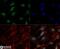 Histone Cluster 2 H3 Family Member D antibody, NB21-1038, Novus Biologicals, Immunocytochemistry image 