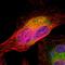 PDIA3 antibody, HPA002645, Atlas Antibodies, Immunofluorescence image 