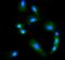 Glutaminase antibody, A01272-2, Boster Biological Technology, Immunofluorescence image 