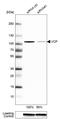Valosin Containing Protein antibody, HPA012814, Atlas Antibodies, Western Blot image 