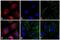 Mouse IgG antibody, SA5-10168, Invitrogen Antibodies, Immunofluorescence image 