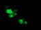 Microtubule-associated protein RP/EB family member 2 antibody, TA502873, Origene, Immunofluorescence image 