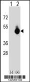 G patch domain and ankyrin repeats-containing protein 1 antibody, 63-612, ProSci, Western Blot image 