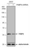 FKBP Prolyl Isomerase 4 antibody, NBP1-33702, Novus Biologicals, Western Blot image 