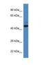 SPRY Domain Containing 3 antibody, NBP1-74270, Novus Biologicals, Western Blot image 