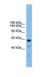 Uromodulin Like 1 antibody, orb325157, Biorbyt, Western Blot image 