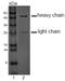 Inducible T Cell Costimulator Ligand antibody, DM1200, Origene, Western Blot image 