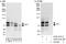 Splicing Factor 1 antibody, A303-213A, Bethyl Labs, Immunoprecipitation image 