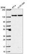 SH3 Domain And Tetratricopeptide Repeats 1 antibody, HPA056807, Atlas Antibodies, Western Blot image 