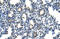Poly(RC) Binding Protein 2 antibody, orb330136, Biorbyt, Immunohistochemistry paraffin image 