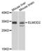 ELMO Domain Containing 2 antibody, PA5-76290, Invitrogen Antibodies, Western Blot image 