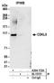 Cyclin-dependent kinase-like 5 antibody, A304-172A, Bethyl Labs, Immunoprecipitation image 