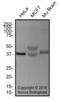 TAR DNA Binding Protein antibody, NB110-55376, Novus Biologicals, Western Blot image 