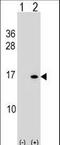 Histone H2B type 1-B antibody, LS-C203665, Lifespan Biosciences, Western Blot image 