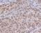 Mitogen-Activated Protein Kinase 1 antibody, M00030, Boster Biological Technology, Immunohistochemistry frozen image 