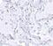 p240 antibody, NBP1-77285, Novus Biologicals, Immunohistochemistry frozen image 