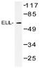RNA polymerase II elongation factor ELL antibody, AP20390PU-N, Origene, Western Blot image 