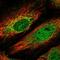 Zinc Finger Protein 875 antibody, HPA044855, Atlas Antibodies, Immunofluorescence image 