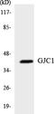 Gap Junction Protein Gamma 1 antibody, LS-C291994, Lifespan Biosciences, Western Blot image 