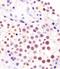 ELAV-like protein 1 antibody, 63-722, ProSci, Immunohistochemistry frozen image 