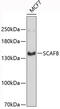 Protein SCAF8 antibody, 19-400, ProSci, Western Blot image 