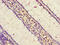 StAR Related Lipid Transfer Domain Containing 9 antibody, CSB-PA885805LA01HU, Cusabio, Immunohistochemistry frozen image 