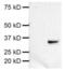 Ribosomal Protein S6 antibody, 14-9007-80, Invitrogen Antibodies, Western Blot image 