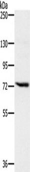 Nicastrin antibody, TA350228, Origene, Western Blot image 