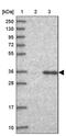 GPN-Loop GTPase 3 antibody, PA5-61591, Invitrogen Antibodies, Western Blot image 